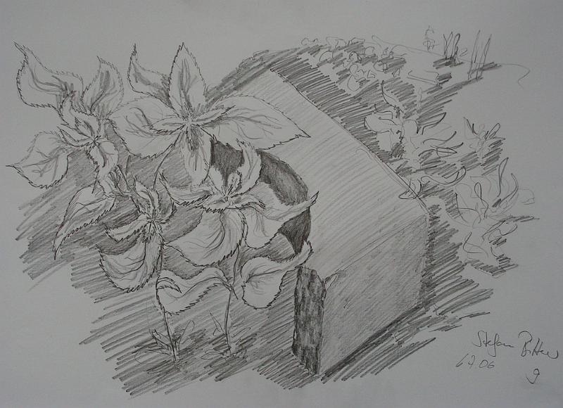 Natur und Architektur, 2006, Kohle-Papier, 60x42.jpg